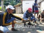 arah-blitar-ular piton https://live.staticflickr.com/65535/49423811491_3acb3f4367_b.jpg